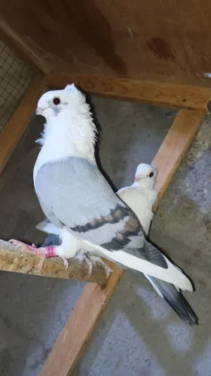 حمام ستلايت