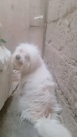 كلبه مالتيز