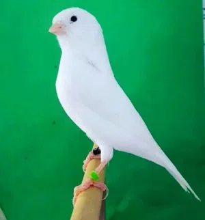 طائر الكناري تغريد 7 اصوات وغندوره