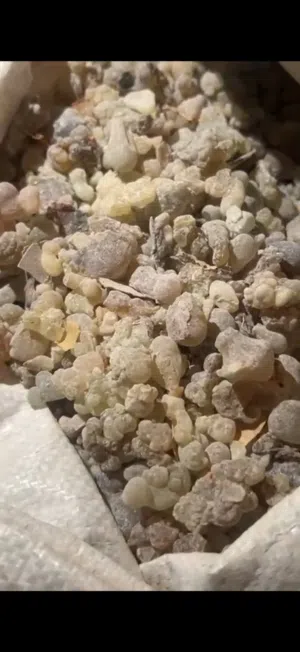 لبان عماني أصلي من حاسك