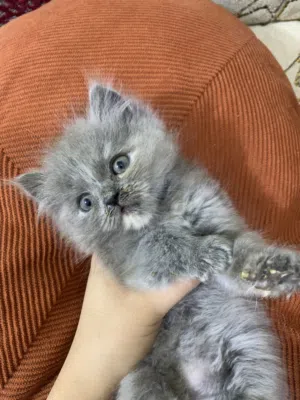 3 قطط صغار كلش حلوات ونظيفات