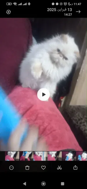 قطط بيرشو بيعمل في لبوكس