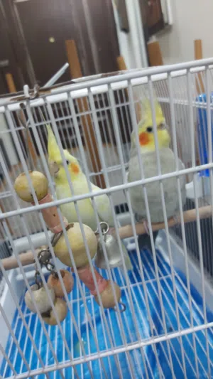 للبيع هل عصافير
