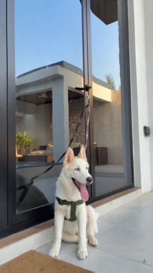Husky pure breed