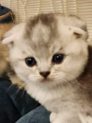 سكوتش فولد وستريت