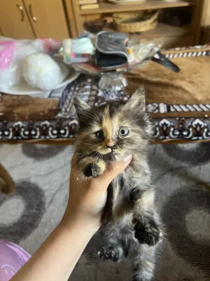قط مكس سكوتش ستريت مع شيرازي