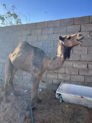 ناقه وطنيه ميزانها 180 كيلو سنها ناب