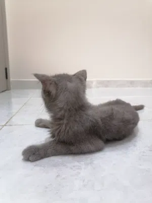 قطة اليف ونظيفه جميله