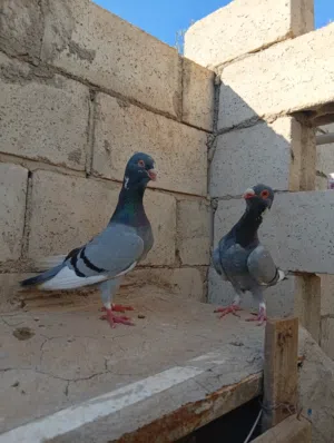 متاح حمام للبيع