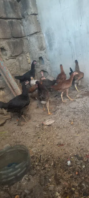 سلام عليكم دجاجات البيع مال بيت حلوات بيع شلع سعر زوج 25 شراي راسلني واتساب عمرهن 5 شهر