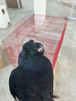 حمام ذكر للبيع