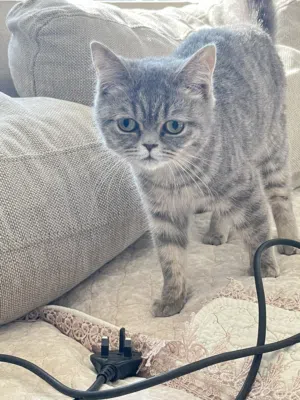 Looking for male cat for mating