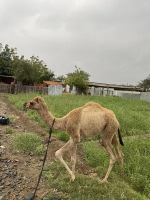 بكرة جمال - سلالة ممتازة