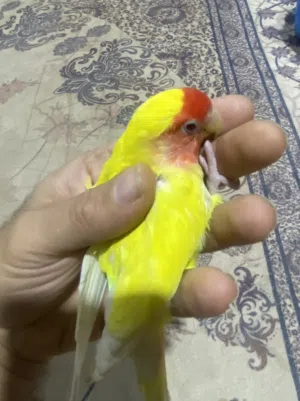 مراوس بفحل