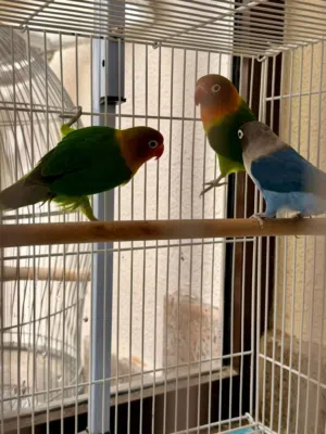 طيور فيشر الوصف مهم..حط سعرك واذا عيبني  توكل على الله