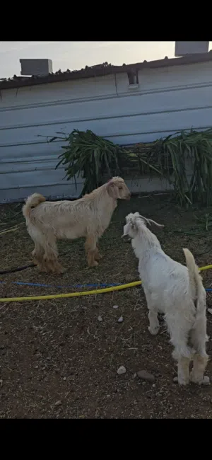 جدايا من الحلال الجواميد للبيع اعمارهن تقريبا 6 اشهر