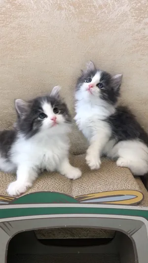 Siberian kittens for free adoption