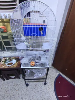 طيور كوكتيل ذكر وانثى اليفات طينة متزاوجات للبيع هن والقفص 125 قفل