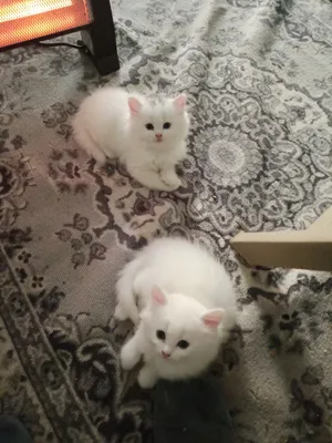 Persian2
