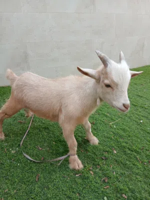 beutyfull  mini goat