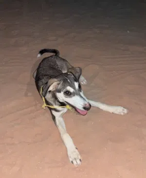 سلوقي صغير