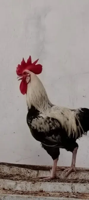 ديك فرنسي مهجن مع عماني ما شاء الله منتج و اموره طيبه وصحته تمام  اموره طيبه وصحته تمام