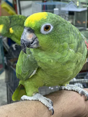 يلو كروان اليف متكلم جناح كامل