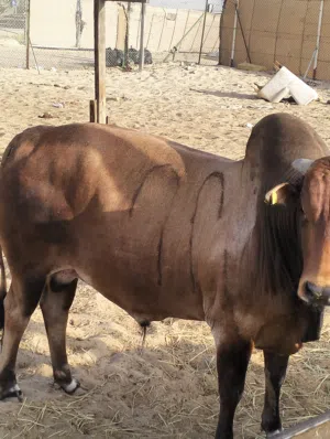 Cow,a red colour beautifull com.