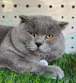 للتزاوج سكوتش فولد