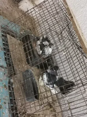 كوبيه روسي الله يبارك