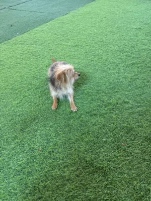 مالتيزر انثه مدربه علي كل شي وتسمع الكلام وعندها جواز وشريحه ومطعمه وكل شي جاهز الحمذالله صحته