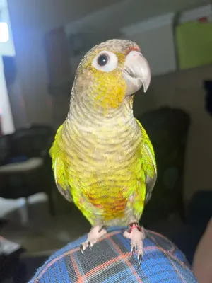 Parrots1