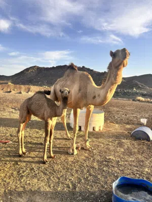 للبيع ناقة عزوف