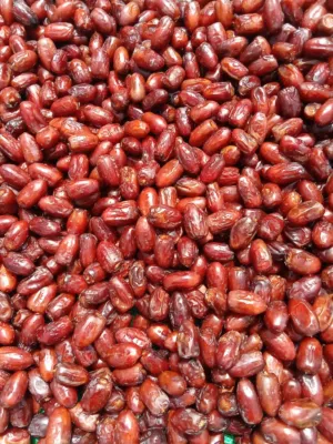 اجود انواع التمور