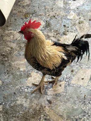 دجاج عرب للبيع