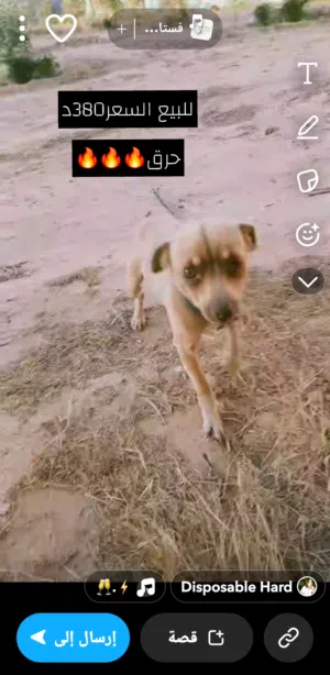 كلب شيواوا دكر ربي يبارك لون سمح