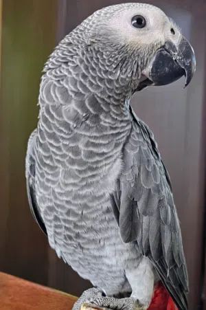 كاسيكو سوبر جامبو