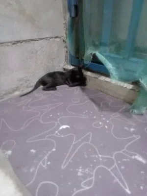 قطة صغيرة اسمها ليلي للتبني مجانية