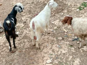 ماعز لحم تبارك الرحمن ماعز عدد ثنتين