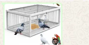 مطلوب قفص نفس الصورة