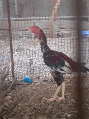 ديك باكستاني