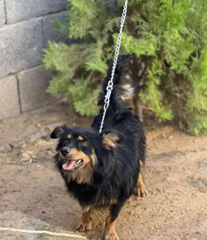Chihuahua0