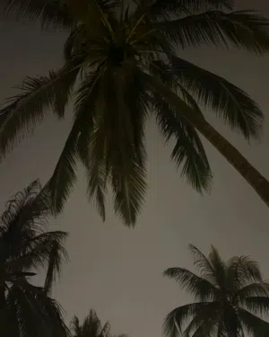Ss 