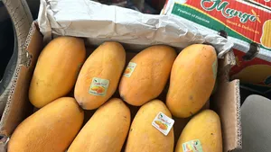 Pakistani sendhri mango