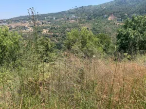 Land for Sale in Abey –  1,170 m2