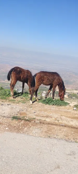 مهره عداد 2 البع عمرهن خمس شهور شارع الستين السلط مهرات طيبا
