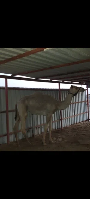 قعود سمح للبيع
