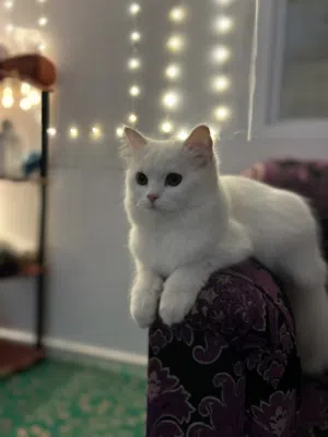 Persian cat