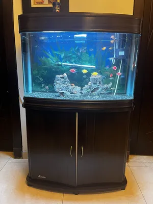 Accessories . Fish2