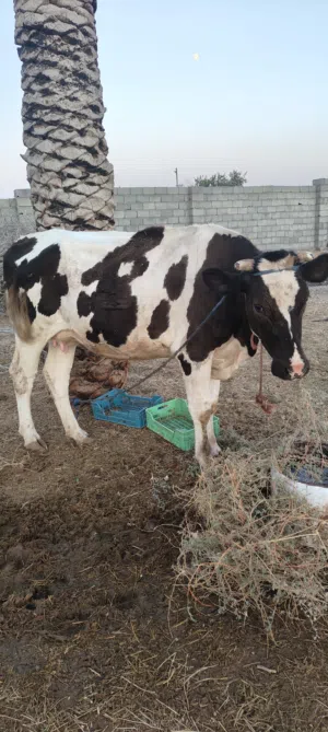 بقرة حايل الله يبارك